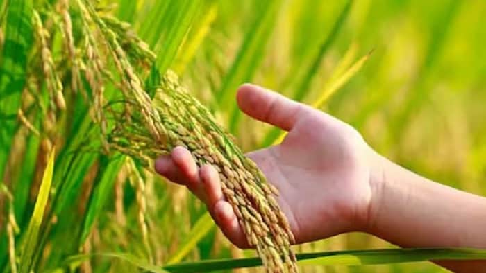 धान की नई किस्म सीएसआर-76
