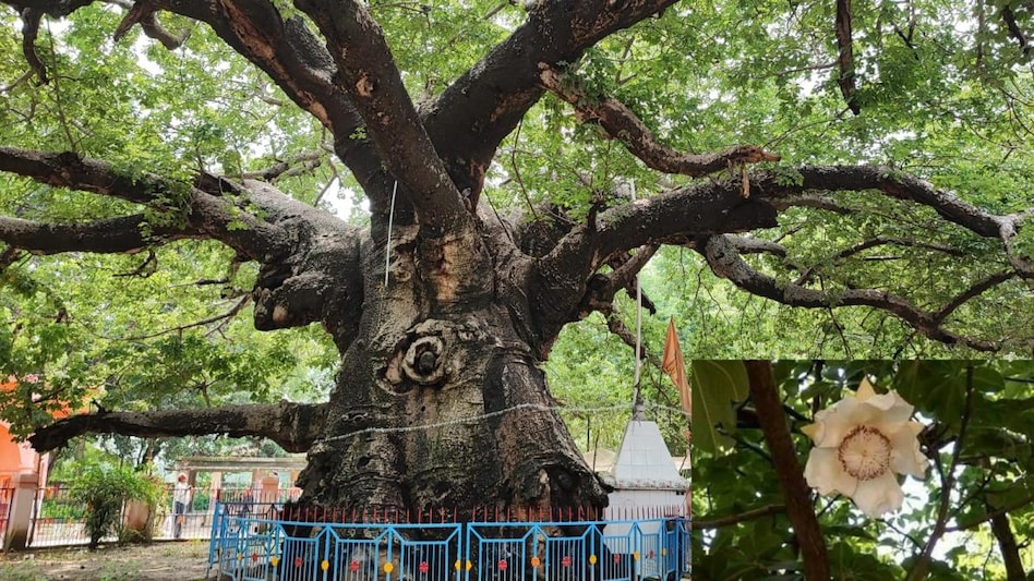 Parijat tree: स्वर्ग से अर्जुन के द्वारा पृथ्वी पर लाया गया परिजात वृक्ष आज भी हैं मौजूद, 5000 साल पुराना है यह वृक्ष Parijat tree: स्वर्ग से अर्जुन के द्वारा पृथ्वी पर लाया गया परिजात वृक्ष आज भी हैं मौजूद, 5000 साल पुराना है यह वृक्ष