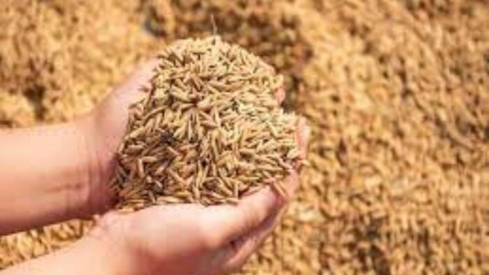 तेलंगाना में बढ़ेगा चावल का प्रोडक्सन