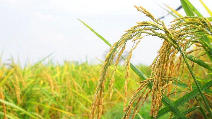 'मोकामा टाल' में पहली बार हो रही है गरमा धान की खेती, सांकेतिक तस्वीर