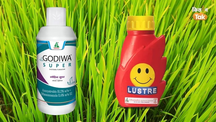 धान की खेती में झोंका और झुलसा रोग को कैसे कर सकते हैं कंट्रोल (Photo-Kisan Tak).