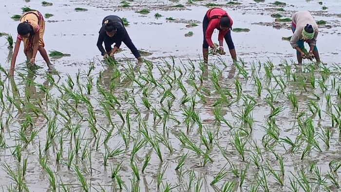 लगातार बारिश से धान उत्पादक किसान परेशान, सांकेतिक तस्वीर