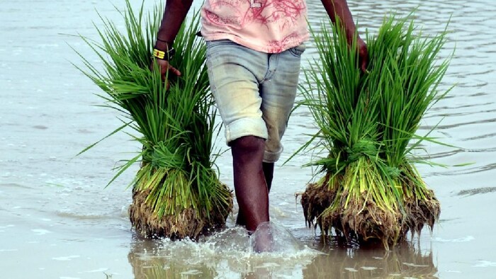 पंजाब में बाढ़ से धान की फसल को बहुत नुकसान हुआ है (फोटो साभार-India Today/PTI)