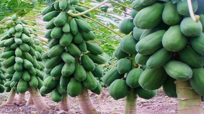 पपीते की खेती करें और पाएं 45000 रुपये तक की सब्सिडी