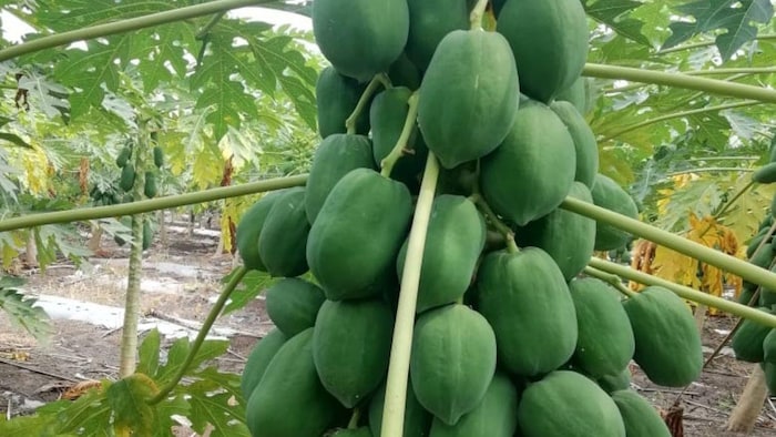 जानिए पपीते की अच्छी किस्मों के बारे में