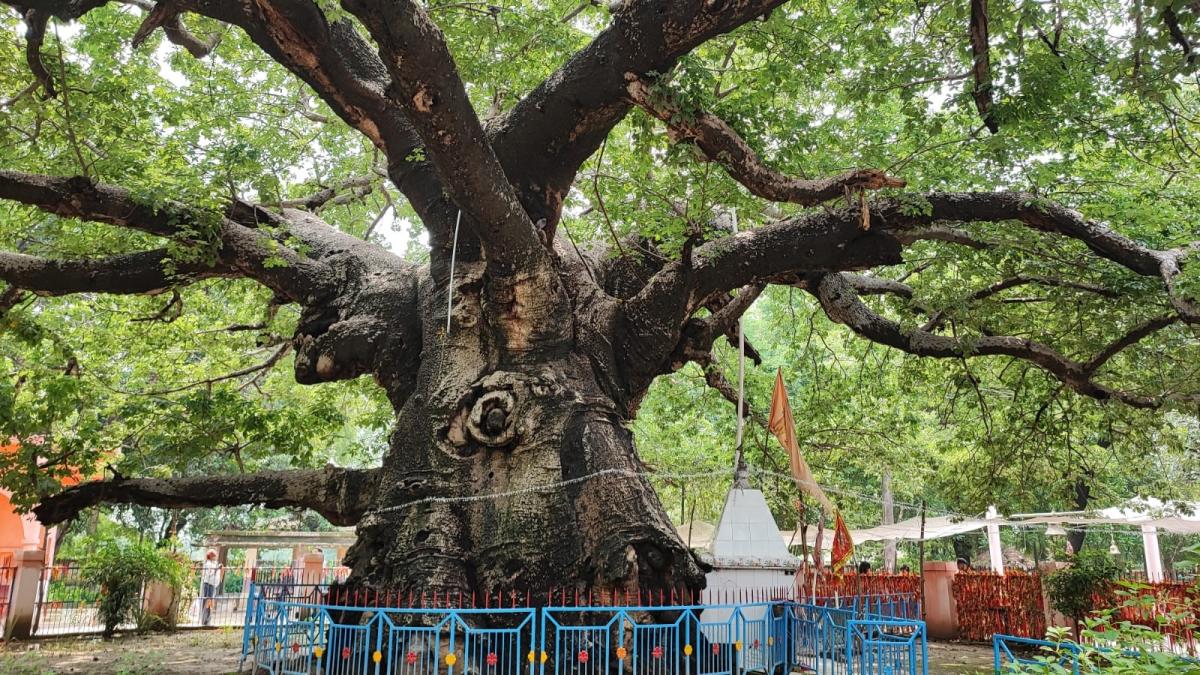 Heritage tree: 100 वर्ष से अधिक आयु के  948 वृक्ष घोषित हुए विरासत वृक्ष, वाराणसी में मिले सर्वाधिक