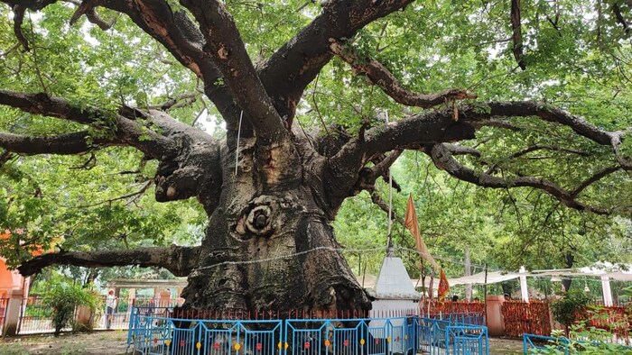 बाराबंकी का परिजात वृक्ष बना विरासत वृक्ष