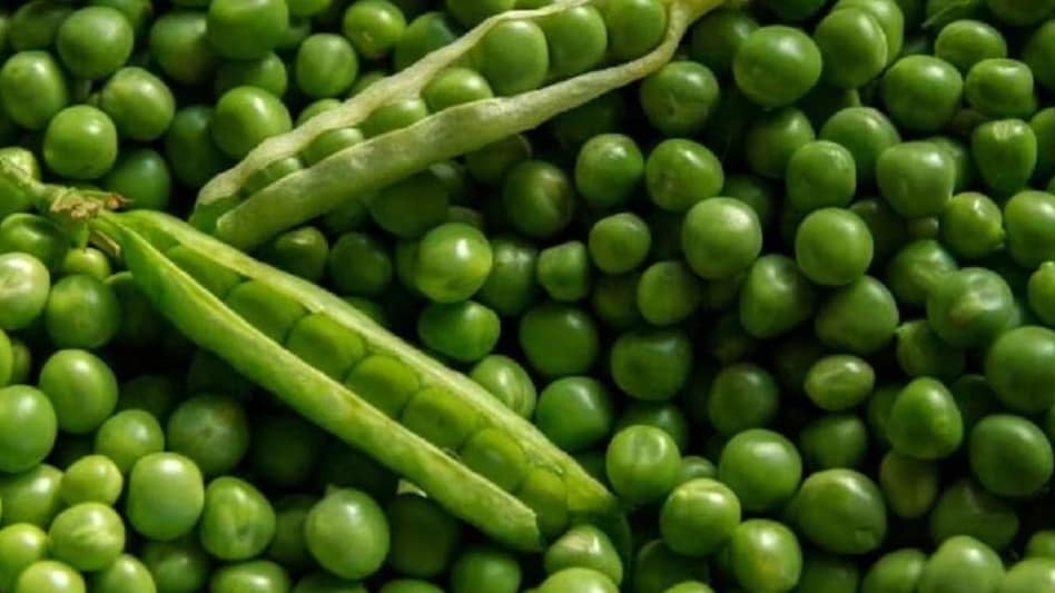 Buy Seeds Online: बंपर उपज देती है मटर की ये वैरायटी, सस्ते में यहां से खरीदें बीज Buy Seeds Online: बंपर उपज देती है मटर की ये वैरायटी, सस्ते में यहां से खरीदें बीज