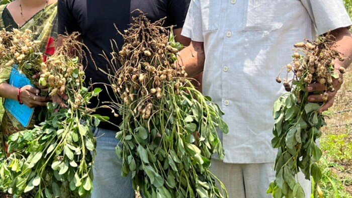 मूंगफली की खेती से किसान कर सकते हैं मोठी कमाई