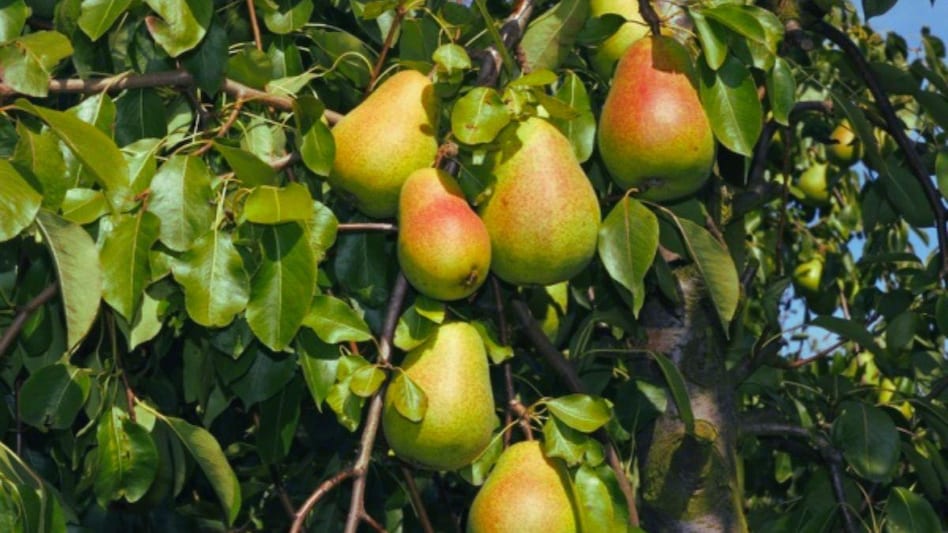 Pear Varieties: नाशपाती खाने से होते हैं कई फायदे, जानें बागवानी का उचित समय और उन्नत किस्में Pear Varieties: नाशपाती खाने से होते हैं कई फायदे, जानें बागवानी का उचित समय और उन्नत किस्में