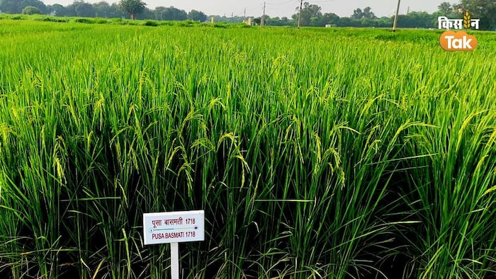 बासमती की खेती में क्यों बंद किए गए कीटनाशक (Photo-Om Prakash/Kisan Tak).