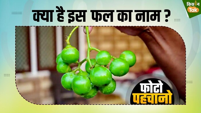 क्या है इस फल का नाम: GFX- संदीप भारद्वाज