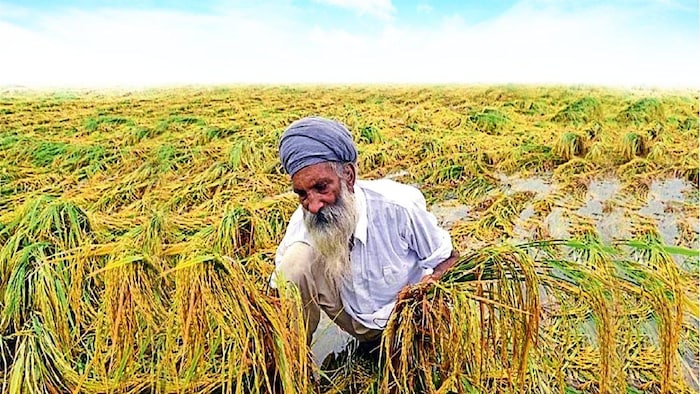 क्या किसानों के लिए 'सुरक्षा कवच' है फसल बीमा (Photo-Ministry of Agriculture).