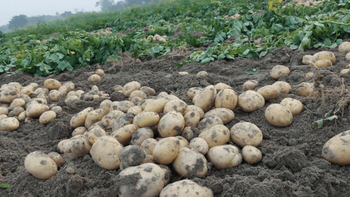 सबसे अधिक पैदावार देती हैं आलू की ये पांच किस्में