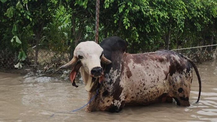 भारत का नंबर-1 नंदी PRITAM, फोटो साभार: 8NdrfGhaziabad ट्विटर