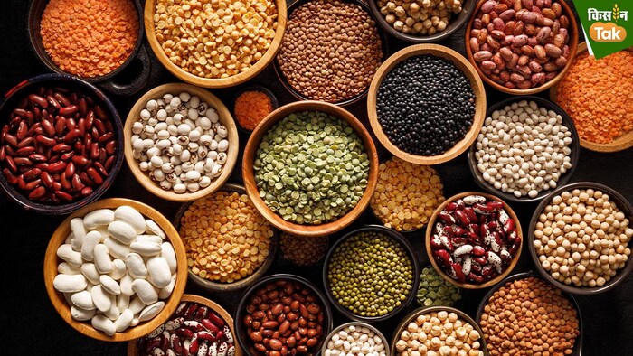 भारत में दाल उत्पादक प्रमुख राज्य कौन हैं (Photo-Kisan Tak).
