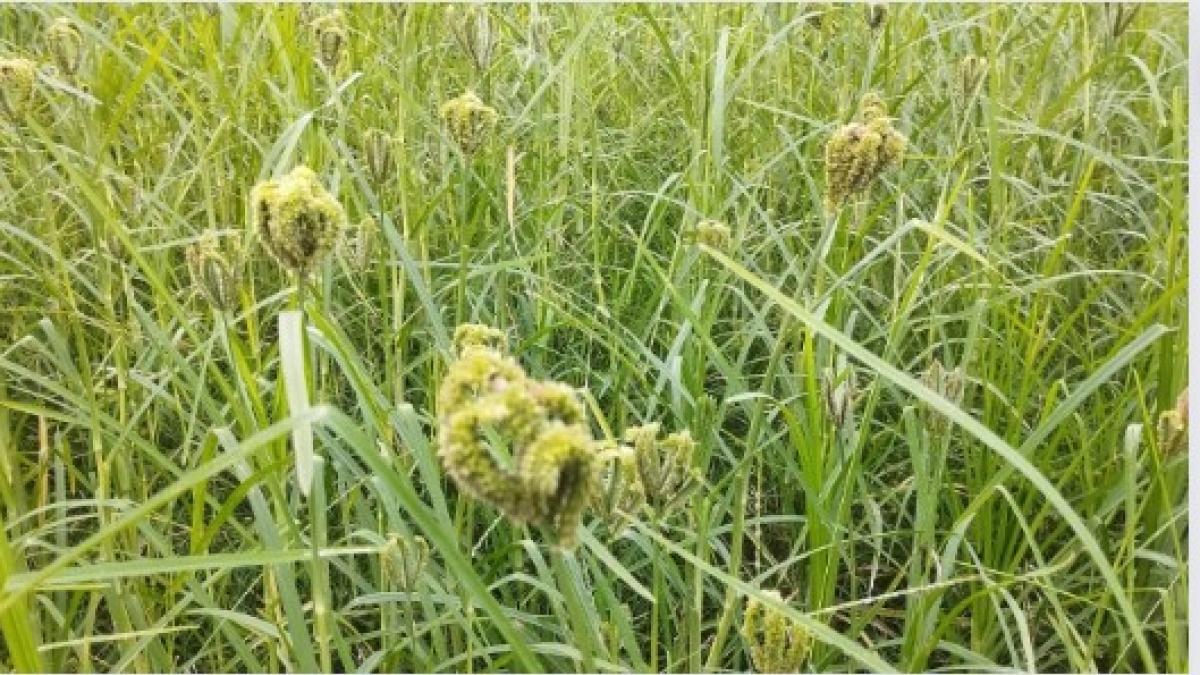 रागी उत्पादन में झारखंड को अव्वल बनाने की कोशिश, बांटे जा रहे हैं रागी के बीज