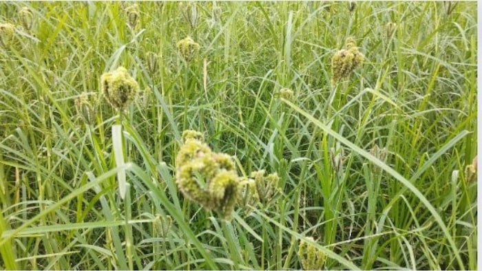 रागी की खेती फाइल फोटो