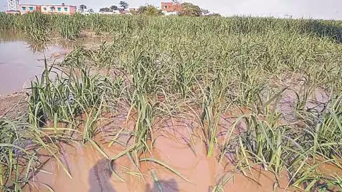 बिजनौर में बाढ़ से गन्ने की फसल को हुआ नुकसान