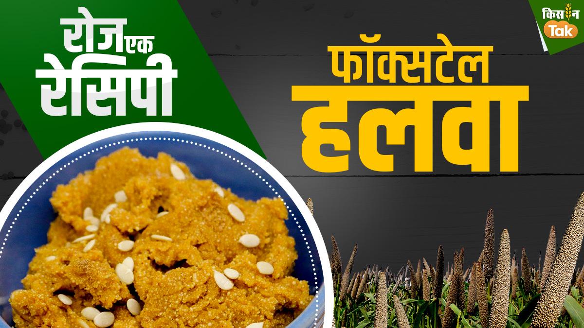 Foxtail Millet Recipe: ये हलवा खाकर वजन होगा कम और खिलेगी रंगत, पूरी रेसिपी के लिए देखें Video 