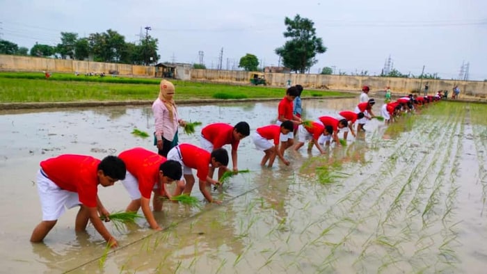 मेरठ में धान की रोपाई करते स्कूली बच्चे (Photo-BEDF).