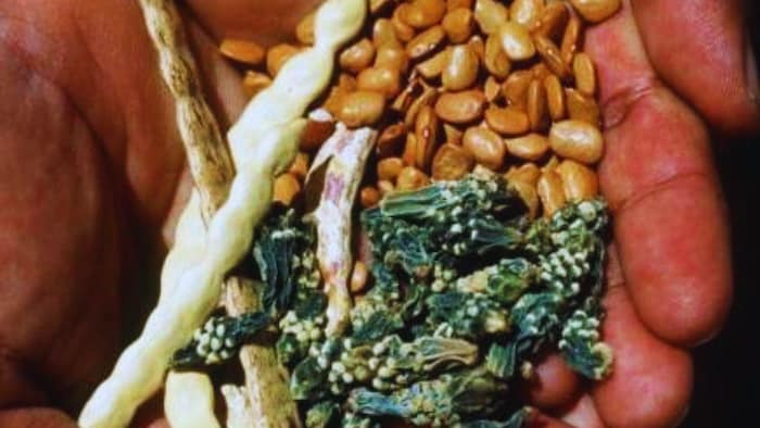 देसी और हाइब्रिड बीज का अंतर जानते हैं आप