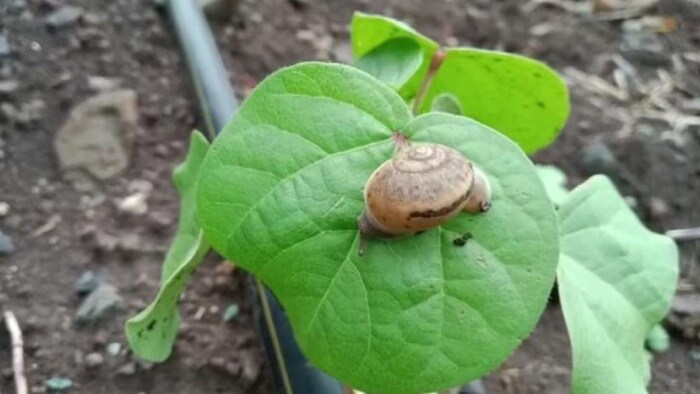 फसलों पर बढ़ा घोंघे का प्रकोप ( photo kisan tak)