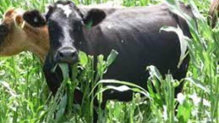 हरा चारा ज्वार मेंपाया जाने वाला धूरिन साइनाइड पशुओं के पेट में जहर पैदा कर देता है