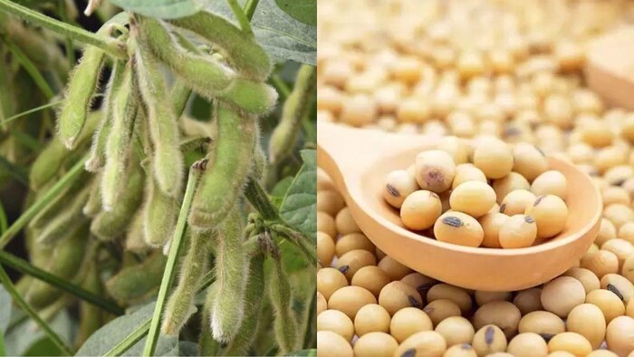 महाराष्ट्र की महाबीज स्कीम में 'गड़बड़ी'