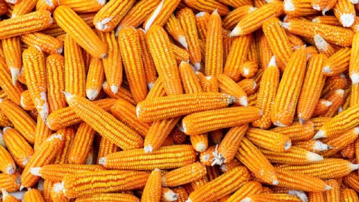 किसानों को नहीं मिल रहा मक्के का अच्छा भाव