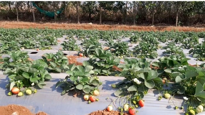 जानिए स्ट्रॉबेरी की खेती के बारे में