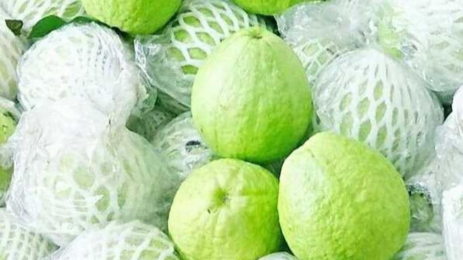Sugar free guava: शुगर फ्री अमरूद उगा रही ये महिला किसान, कई लोगों के लिए बनीं मिसाल Sugar free guava: शुगर फ्री अमरूद उगा रही ये महिला किसान, कई लोगों के लिए बनीं मिसाल