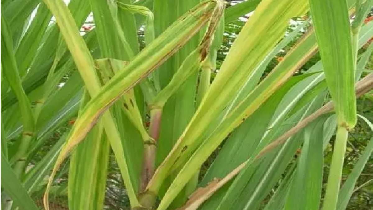 Sugarcane crop: गन्ने की फसल लगा पोक्खा बोइंग रोग, मिठास को चट कर रही है यह बीमारी