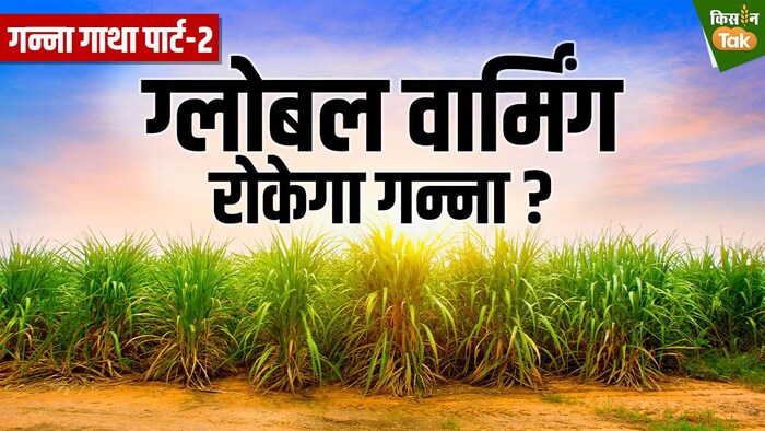 गन्ने की फसल को लेकर कई मिथक तोड़ रहे हैं नए शोध. Graphics- Sandeep Bharadwaj