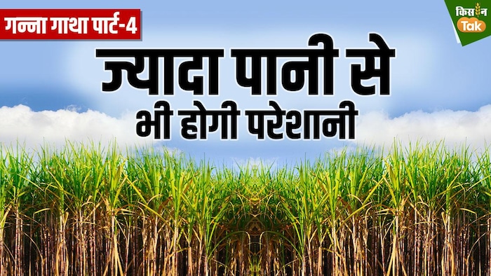 ज्यादा पानी गन्ने के लिए भी नुकसानदेह होता है. Graphics: Sandeep Bharadwaj