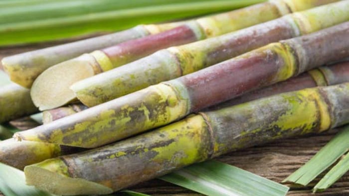 एफआरपी बढ़ने से 5 करोड़ गन्ना किसानों को मिलेगा लाभ