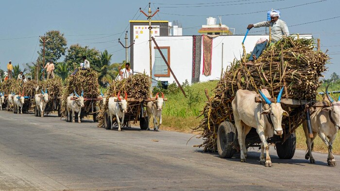 इस साल चीनी और गन्ने का उत्पादन घट सकता है (फोटो साभार-India Today/PTI)