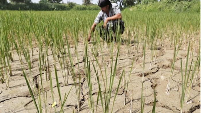 कम बारिश के चलते अमेठी में 10 हजार हेक्टेयर भूमि रह गई खाली
