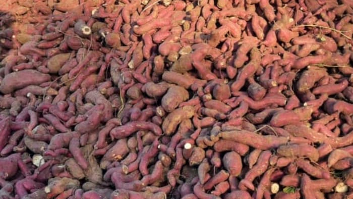 शकरकंद की खेती से किसानों को मिल सकता हैं अच्छा लाभ (फोटो किसान तक )