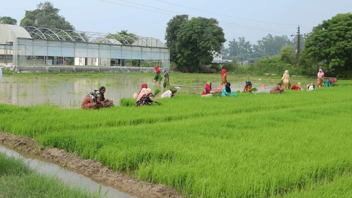 खरीफ सीजन की मुख्य फसल धान की बुवाई पिछड़ी (Photo-Kisan Tak).