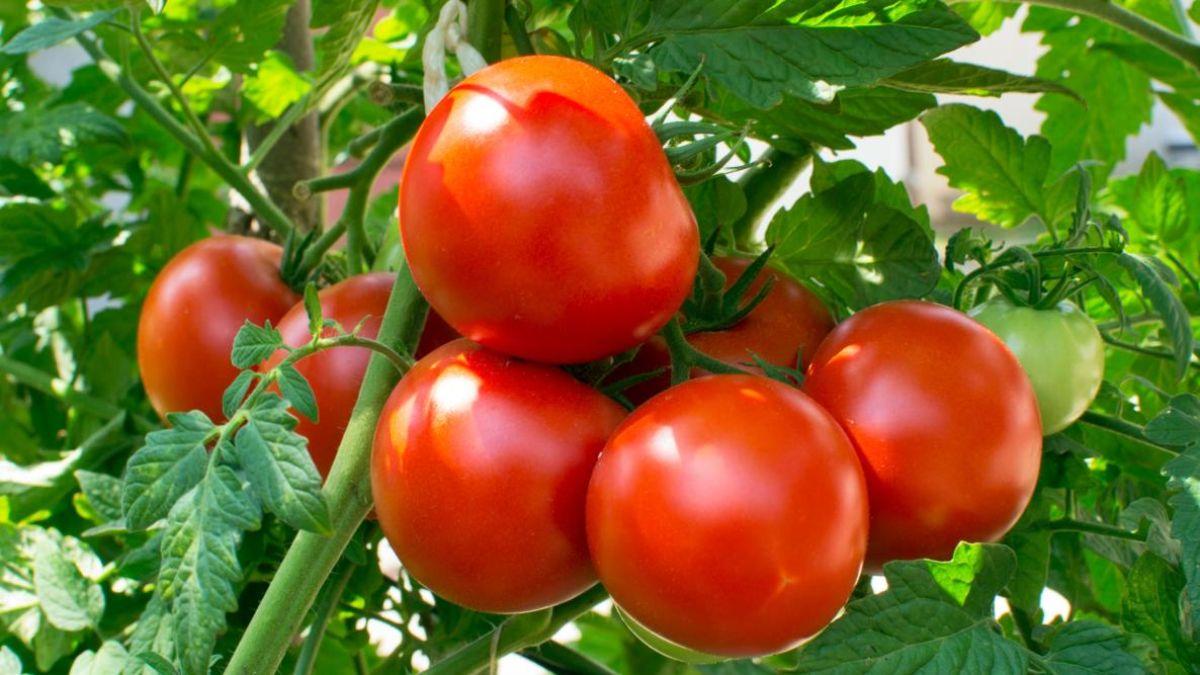 Tomato Price Hike: अब मैक-डी के बर्गर में भी नहीं मिलेगा टमाटर, McDonalds भी हुआ मेन्यू से हटाने को मजबूर