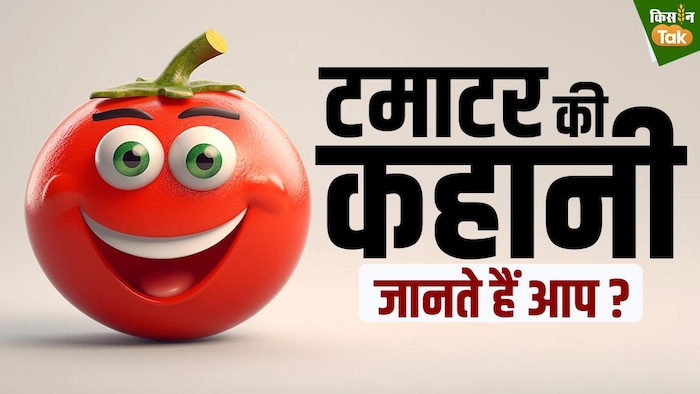 क्या है टमाटर की कहानी, जानें यहां