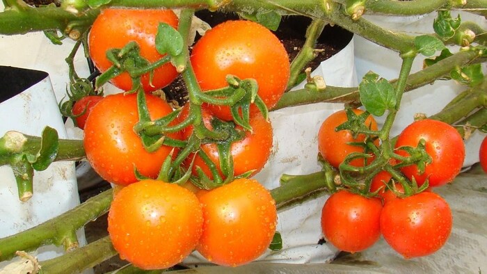 सरकार ने और सस्ता किया टमाटर का दाम (Photo-Kisan Tak).