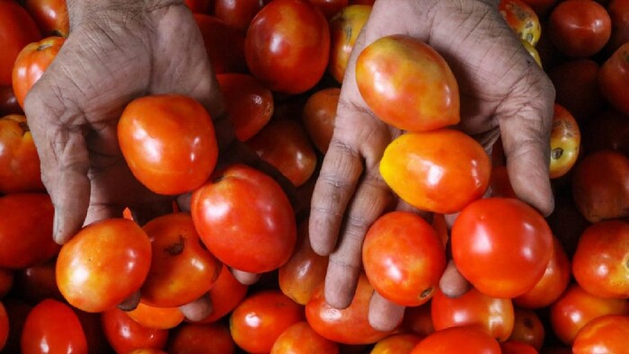 टमाटर बेचकर करोड़पति बने पुणे के दो किसान (फोटो साभार-India Today/PTI)