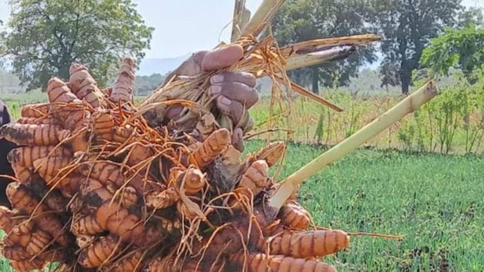 हल्दी की ये है उन्नत किस्में