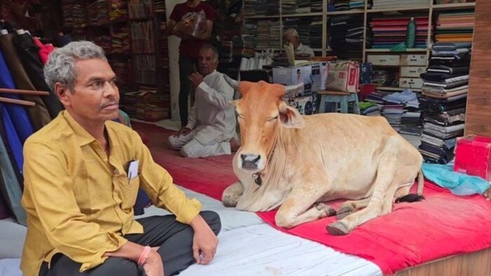 ये है मंदसौर की अनोखी गाय, जो अपने 'मालिक' की खुद चलाती है दुकान