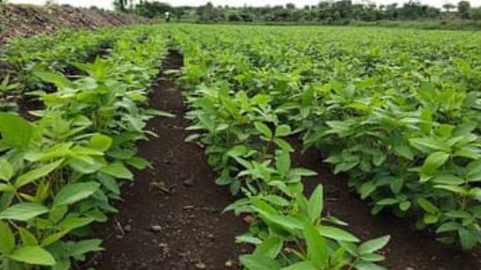 सोयाबीन की फसलों पर लगते हैं ये रोग