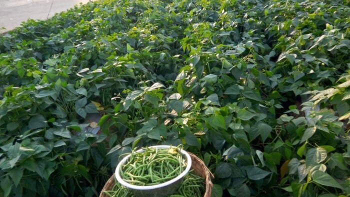 बिहार सरकार अब सब्जी की खेती पर भी सरकारी अनुदान देगी. फाइल फोटो-किसान तक