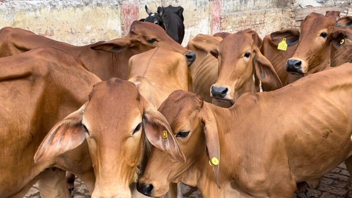 बिहार में बनेगा 100 नये पशु अस्पताल. फोटो- किसान तक