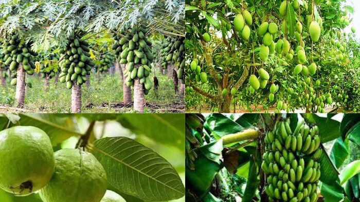 फलों के बाग बगीचे लगाएं और 50 फीसदी सब्सिडी पाएं